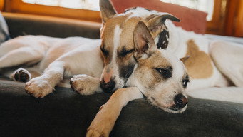 Gump 2 - Aventura em Dobro