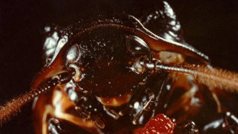#8 Bug
