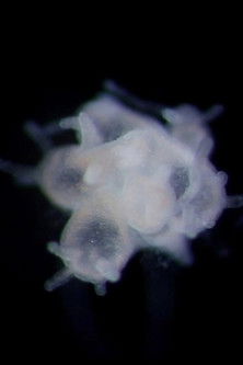 The Problem of the Hydra poster