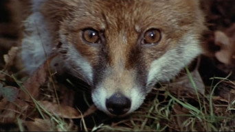 The Belstone Fox (1973)