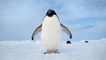 #6 Penguins