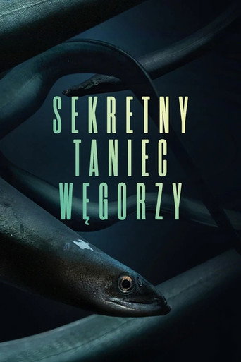 Plakat Sekretny taniec węgorzy
