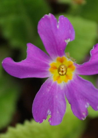 [Cherry Vine] poster