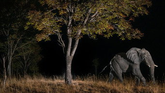#6 Ghost Elephants