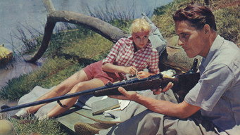 #7 Safari