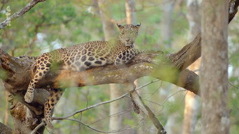 #13 Destination Wild: India