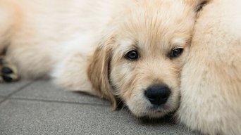 Puppy School for Guide Dogs - S1E01
