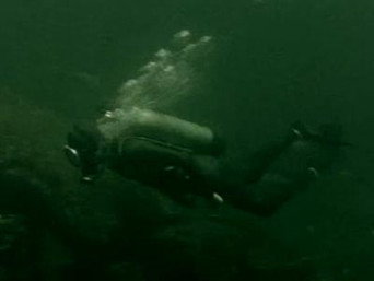 The Marine Bioligist