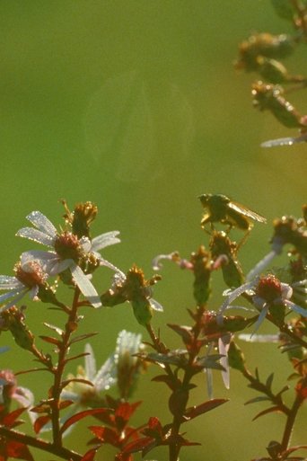 A Flower (1970) A Flower (1970)