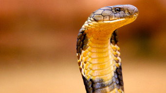 #5 India's Lost Worlds