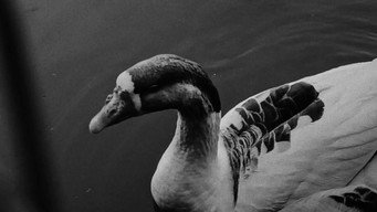 Cena 3 de “Quack”