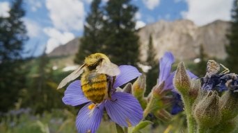 Bugs That Rule the World - S1E01