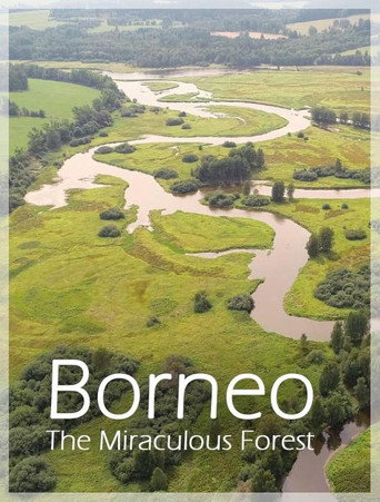 Bornéo, la forêt miraculée