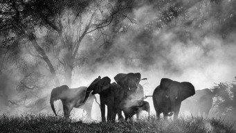 Ghost Elephants (2025)