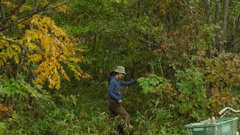 Still 11 from Little Forest: Summer/Autumn
