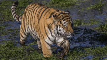 Swamp Tigers (2001)