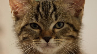 #7 Котяче життя. Велика пригода Муурр