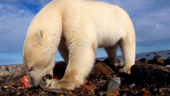 #8 Polar Bears: Ice Bear