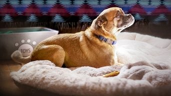 Los paseos de Bruno - S1E01
