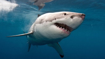 #2 Planet Shark