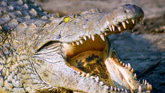 World's Deadliest (2010- )