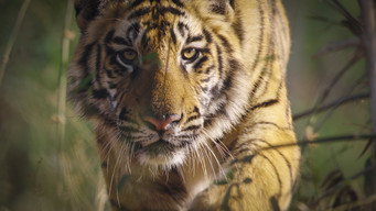 #7 Tiger