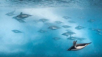 #7 Penguins