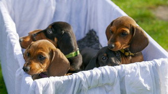The Dachshund (2025)