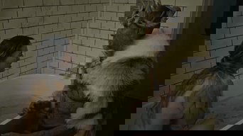 Galeria 1 - Silence of the Prey