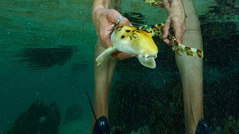 #4 Baby Sharks