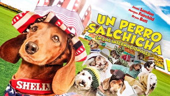 Galeria 2 - Wiener Dog Internationals