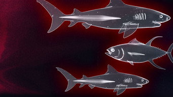 Shark vs Tuna (2018)