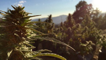 Weed & Wine (2020)