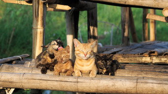 Mitsuaki Iwago's World “Cats” Travelogue - S0E01