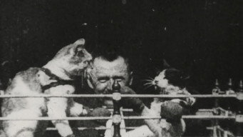 The Boxing Cats (1894)