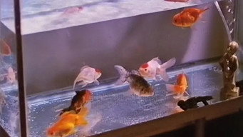 Goldfish media image