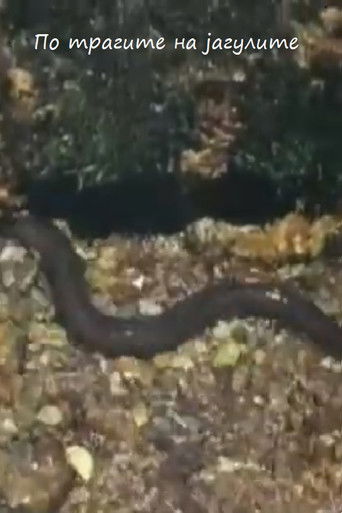 Following the Traces of the Eels (1958)