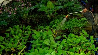 As The Garden Grows - S1E01