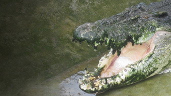 Man-Eating Super Croc (2012)