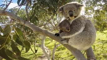 Secret Life of the Koala (2016- )