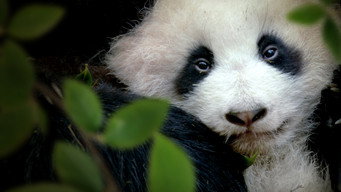 #4 Panda Goes Wild