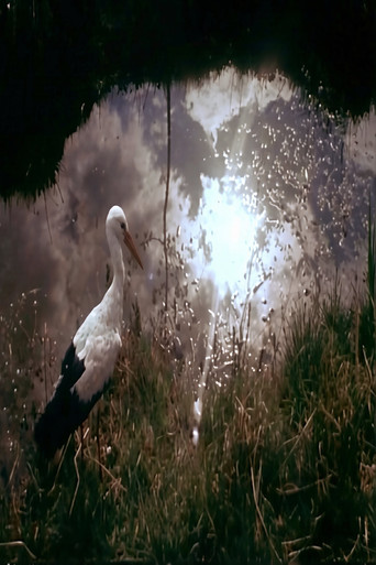 White Storks