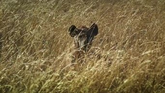 Survive the Wild - S1E01