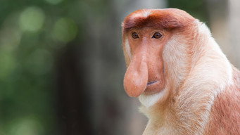 #7 Asia's Wild Secrets