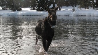 #4 America's Greatest Animals