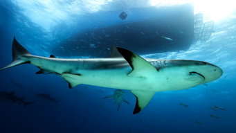 #7 Saved from a Shark