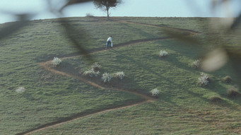 #5 Through the Olive Trees