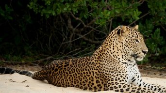 Wild Sri Lanka - S1E01
