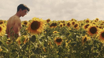 Sunflower (2023)