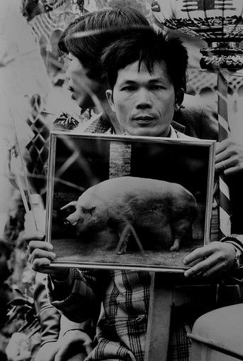 Archive / The Sacred Pig Competition of Sansia